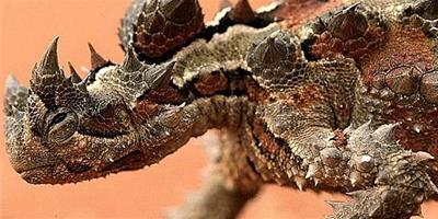 澳洲刺角蜥簡介