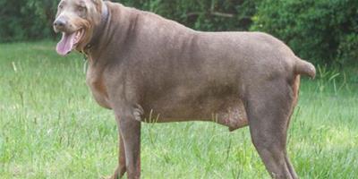 美國134斤杜賓犬減掉多半體重終圓打滾夢