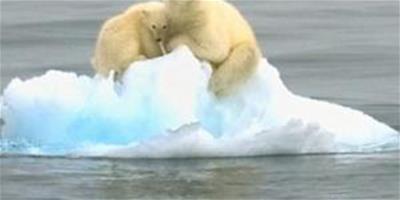 北極熊母子被困海冰在海上漂流