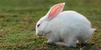 寵物兔兔食肉或會導致死亡