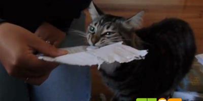 “貓咪牌”碎紙機，省錢又省力