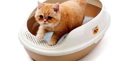 減少貓廁所臭味的小妙招