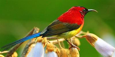 鳥吃什麼東西 詳解為鳥兒自製食物的方法