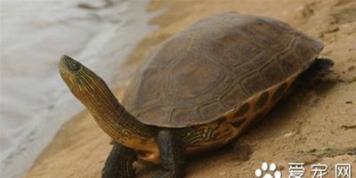 中華花龜怎麼養 中華花龜產卵孵化注意事項