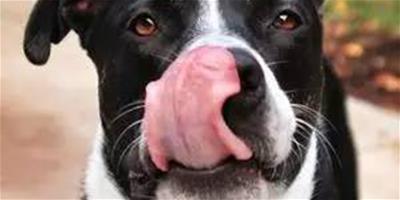 狗狗的鼻子為什麼會變色