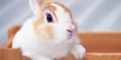 兔子為什麼會吃紙 兔子是屬於齧齒類