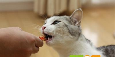 你知道貓咪飲食中的禁忌嗎