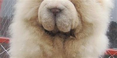 松獅犬老是咳嗽怎麼辦，怎麼回事？