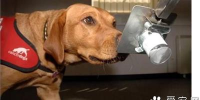 科研發現狗能嗅出癌症 準確率達93%
