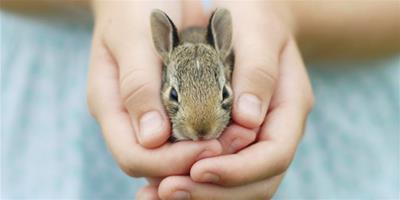 寵物兔吃什麼會生長迅速?