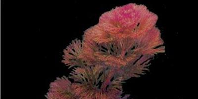 水草品種—紅菊花