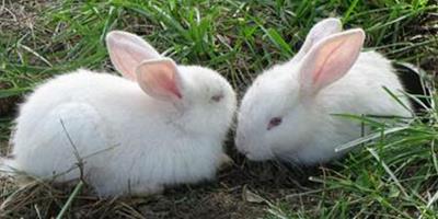 兔子不吃提草怎麼辦 換草的品牌或品種