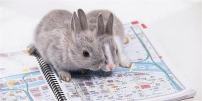 從尿液的顏色辨別兔子是否健康