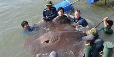 世界最大 湄公河捕獲三百余斤魔鬼魚