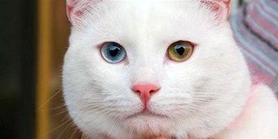【組圖】凡湖貓：珍貴的土耳其國寶