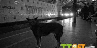 莫斯科的狗可以坐地鐵