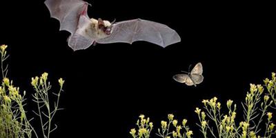 美國攝影師抓拍蝙蝠夜間池塘飲水瞬間