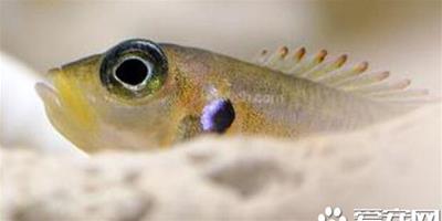 小精靈魚除藻 藻類防治常見的幾個誤區