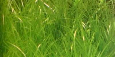 水草品種—簀藻