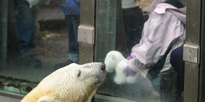 北極熊對玩具熊表達濃濃愛意