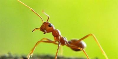 昆蟲大腦被真菌寄生：恐怖的“螞蟻墳墓”（圖）