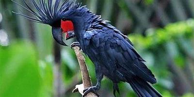 紅尾黑鳳頭鸚鵡的飼養 每天要喂水果和青菜