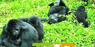 剛果(金)戰火不斷 山地大猩猩生存受到威脅