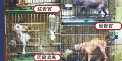 臺灣私人養殖場成寵物地獄:眾犬聲帶全遭割除