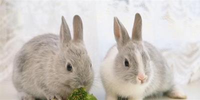 哺乳母兔該如何飼養