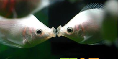 接吻魚品種資料簡介