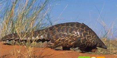 全球15種奇特動物——南非穿山甲(Ground pangolin)