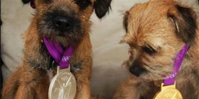 穆雷與愛犬分享奧運“勝利果實”