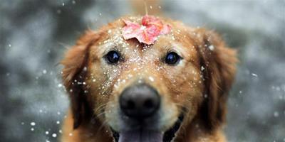 狗狗冬天養護需要注意的問題