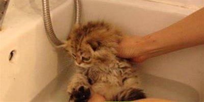 學會使用乾洗粉為貓咪洗澡