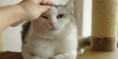貓咪耳朵的日常檢查