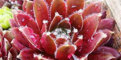 大紅卷絹Sempervivum arachnoideum'Rubrum'