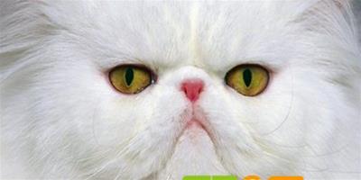 波斯貓眼睛顏色，為什麼兩隻顏色不一樣？