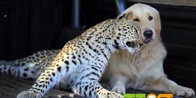 南非豹與金毛犬成朋友