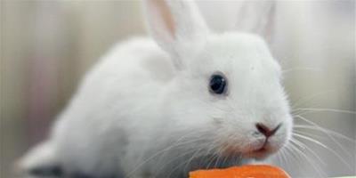 寵物兔吃胡蘿蔔會越吃越瘦