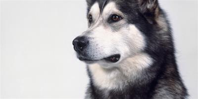 阿拉斯加雪橇犬眼睛怎麼護理？有什麼方法？