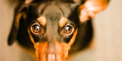 狗狗眼睛怎麼護理和清潔？