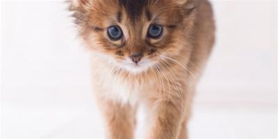 貓咪為什麼會有耳蟎？什麼原因？