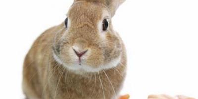 兔子能吃雞飼料嗎 造成兔子腸胃負擔