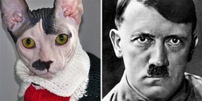 貓咪外貌性格酷似希特勒樂到貓主人