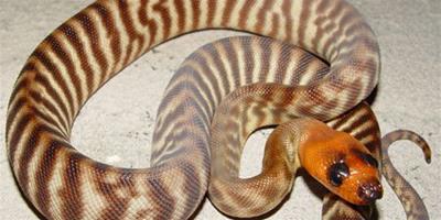 寵物蛇吃什麼 品種不同的蛇對食物種類也不同