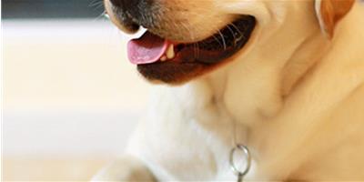 寵物狗狗的口腔及牙齒護理
