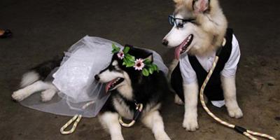 印尼兩狗狗舉行婚禮 100多人觀禮