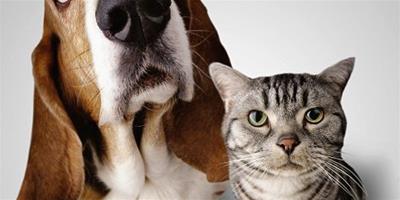 科學家稱寵物狗比貓聰明 更適合集體生活