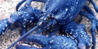 藍色龍蝦出現的概率為二百萬分之一