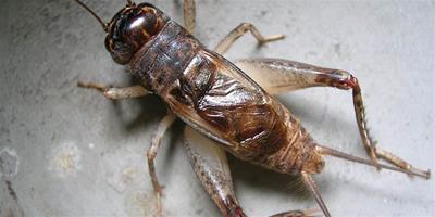 昆蟲相撲家蟋蟀的品種及歷史